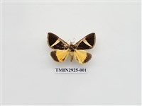 藏品(夜蛾233)的圖片